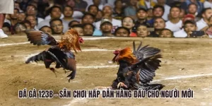 đá gà 123B