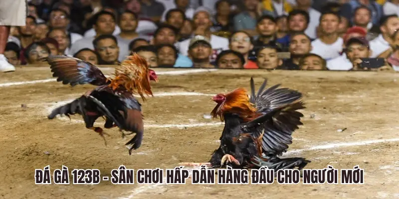đá gà 123B