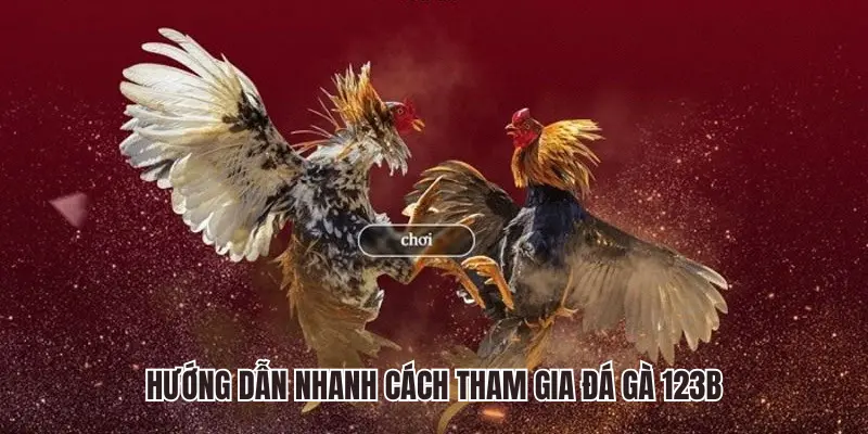 Hướng dẫn nhanh cách tham gia chọi kê tại nhà cái