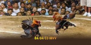 Đá gà C3 88VV
